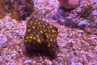 Leptastrea Coral Thumbnail