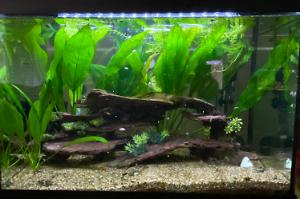 20 Gal Aquarium Thumbnail