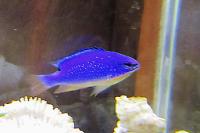 Fiji Blue Devil Damselfish Thumbnail