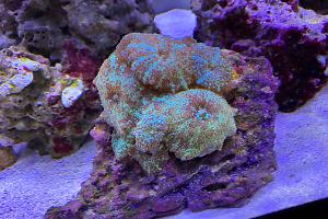 Mushroom Coral