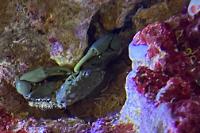 Emerald Crab