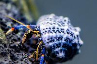 Blue Legged Hermit Crab Thumbnail