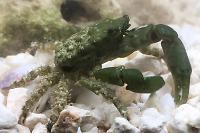 Emerald Crab Thumbnail