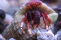 Green hermit crab Thumbnail