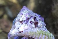 Astraea Conehead Snail