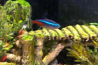 Neon tetra Thumbnail