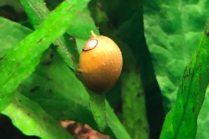 Horned Nerite Snail Thumbnail