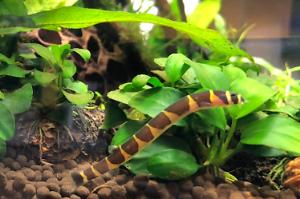 Kuhli Loaches Thumbnail