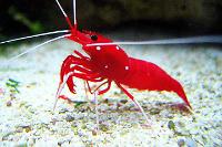 Fire Shrimp Thumbnail