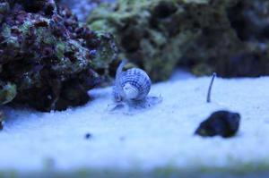 Nassarius Snails Thumbnail