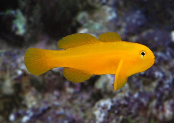 Yellow Clown Goby