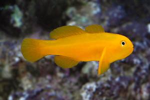 Yellow Clown Goby