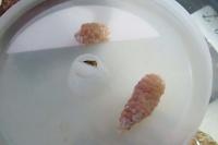 Mystery Snail egg sacks