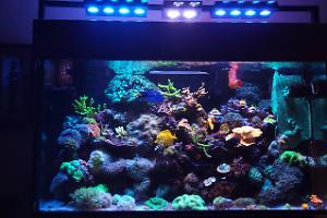 My Aquarium on November 27, 2021