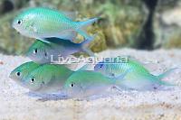 African Blue/Green Reef Chromis Thumbnail