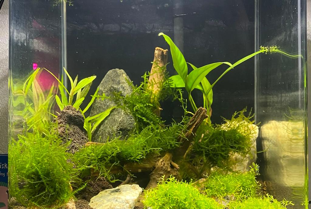 Nano Shrimps on Dec 4, 2021