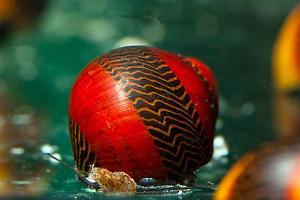 Red Racer Nerite Snail Thumbnail