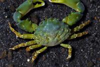 Emerald Crab Thumbnail