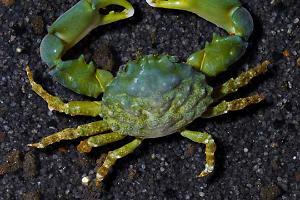 Emerald Crab Thumbnail