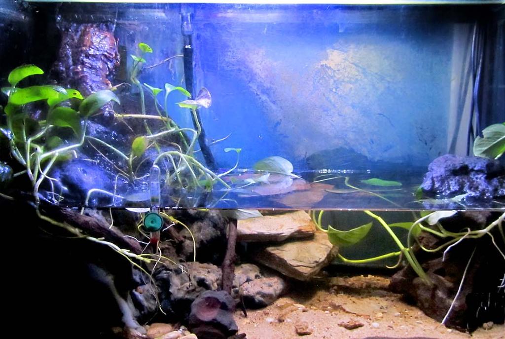 waterfall paludarium on December 14, 2021