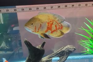 Oscar Fish Thumbnail