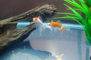 Fantail Goldfish Thumbnail