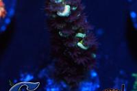 Acropora Tenuis Teal w/Purple Polyps Thumbnail