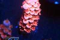 Cherry Bomb Lookalike Acropora Thumbnail