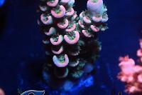 Pink Coralite Rainbow Tenuis Thumbnail