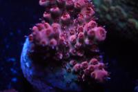 Magenta Acropora Thumbnail