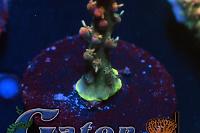 Cherry Corals Voodoo Majick Thumbnail