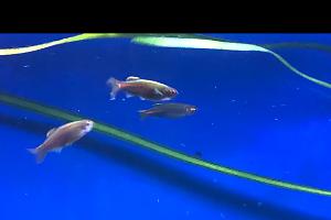 Glowlight danio Thumbnail