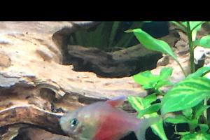 Flame Tetra Thumbnail