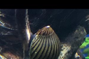 Zebra Nerite Thumbnail