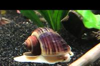 Black Mystery Snail Thumbnail