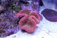 Haddon's Carpet Anemone Thumbnail