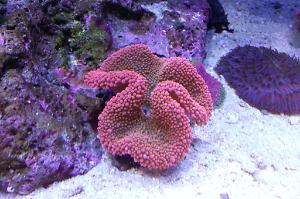 Haddon's Carpet Anemone Thumbnail