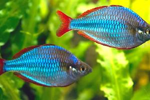 Dwarf Neon Praecox Rainbowfish Thumbnail