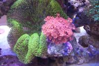 True Carpet Anemone Thumbnail