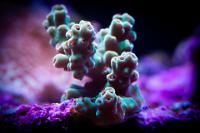 Peach Acropora w/Red Polyps Thumbnail