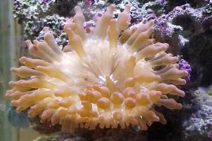 Bubbletip anemone Thumbnail