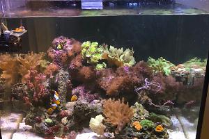 90 gallon Thumbnail