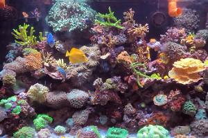 My Aquarium on December 31, 2021