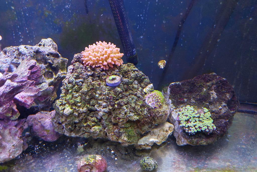 30G Reef on Jan 1, 2022