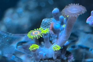 Green Zoas Thumbnail