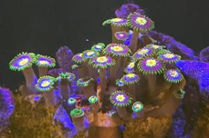 Star Gazer Zoas Thumbnail