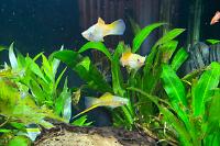 Sword Tail Platy