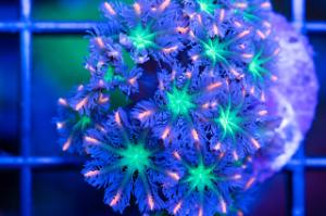 Rainbow Clove Polyps Thumbnail