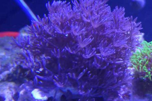 purple clove polyp