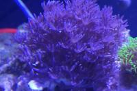 purple clove polyp Thumbnail